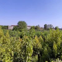 فروش باغ میوه اختصاصی در شهرک تهرانی نشین|فروش خانه و ویلا|هشتگرد, قاسم آباد بزرگ|دیوار