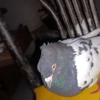 ۳تا سینه سیا