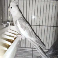 تعدای عروس هلندی تک و تعداد