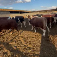 فروش گوساله چاق سیمینتال درجه یک