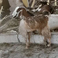 بز سالم وسرحال|حیوانات مزرعه|خرمشهر, |دیوار