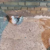 کفتر|پرنده|اهواز, منازل کارون|دیوار