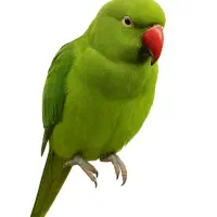 طوطی ملنگو سبز گمشده