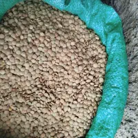 عدس درشت پزا به شرط