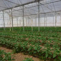 فروش گلخانه ۴۴۰۰ متر مربع|فروش دفتر صنعتی، کشاورزی، تجاری|عسگران, |دیوار