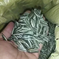 فروش تخمه آفتابگردان