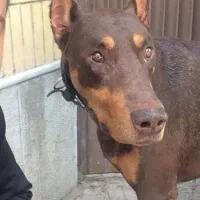 سگ دوبرمن آمریکایی