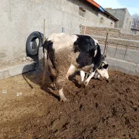 گاو شیری سیمینتال|حیوانات مزرعه|مهربان, |دیوار