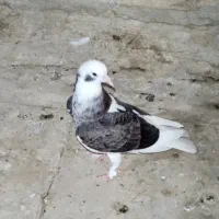کبوتر جوجه