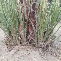 فروش پاجوش کلوته|خدمات باغبانی و درختکاری|کهنوج, |دیوار