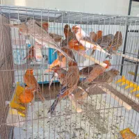 مغازه قناری فروشی عالیشهر|پرنده|بوشهر, |دیوار