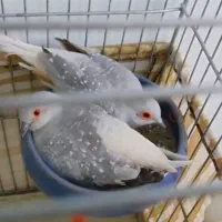 پرنده