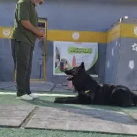 مربی سگ آموزش سگ