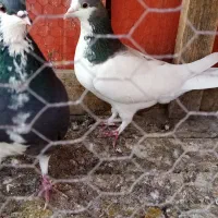 کبوترگلپنبه ای|پرنده|اصفهان, جویباره|دیوار