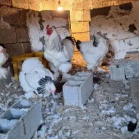 مرغ وخروس امپراطوریابرهما