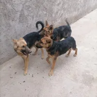 توله ژرمن شپرد