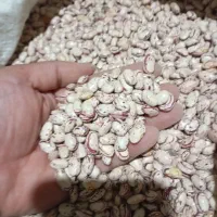 لوبیا چیتی درشت|حراج|نهاوند, |دیوار