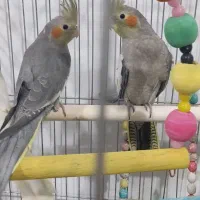 جوجه عروس دوماهه