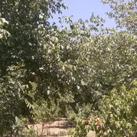 باغ مناسب معاوضه با خودرو|فروش دفتر صنعتی، کشاورزی، تجاری|بیستون, |دیوار