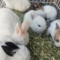 دوجفت خرگوش مولد نر لوپ آمریکا ماده معمولی|موش و خرگوش|بومهن, |دیوار