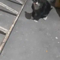 گربه گمشده شهرستانی|حیوانات|اسلام‌‌آباد غرب, |دیوار