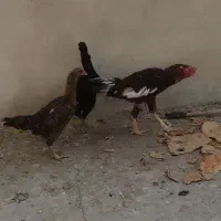 مرغ خروس لاری|حیوانات مزرعه|مشهد, هنرور|دیوار