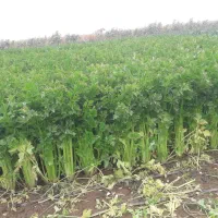 کرفس|عمدهفروشی|تاکستان, |دیوار