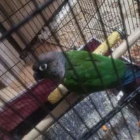 یک جفت گرینچیک بالغ