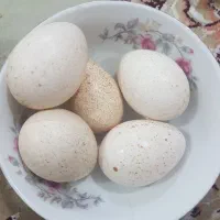 تخم مرغ محلی و بوقلمون اصل نطفه دار