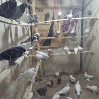 کبوتر سرای اسلام|پرنده|مرند, |دیوار