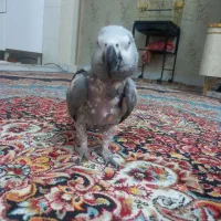 کاسکو ۸۰کلام‌پر صحبت نر داره صاف میشه سالم درشت