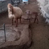 قوچ‌وگوسفند|حیوانات مزرعه|مشگین شهر, |دیوار