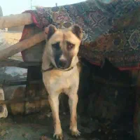 طوله سگ نگهبان نره