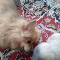 توله سگ|سگ|آمل, |دیوار