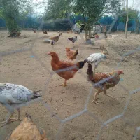 مرغ و خروس گلپایگان ۷ماهه و جوجه۳ماهه|حیوانات مزرعه|رودسر, |دیوار