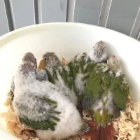 جوجه گرینچیک سرلاکی