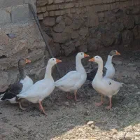 غاز محلی|حیوانات مزرعه|شیراز, نصر|دیوار
