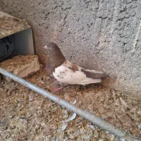 تعدادی کبوتر|پرنده|راور, |دیوار