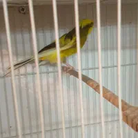 قناری ماده ابلغ کشیده بلند