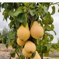 نهالستان بادام و ارقام متنوع میوه ی پربار|خدمات باغبانی و درختکاری|ساوه, |دیوار