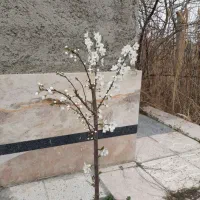 زمین زراعی برای گشت و ویلاسازی  1000 متر