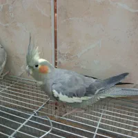 عروس هلندی ماده معاوضه با ماده کوتوله دستی