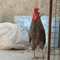 خروس