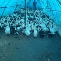 حدودا ۷۰۰ عدد اردک