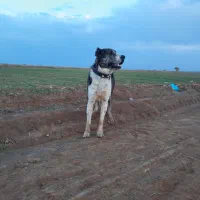 سگ ۳سال نیم