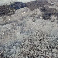 فروش کود حیوانی