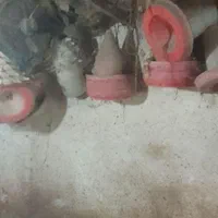 لوازم مرغداری