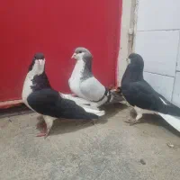 کبوتر ۳ تا نر بشرط