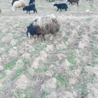 دو عددبره ماده کیلوی ۷۰۰۰۰۰