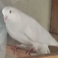 کفتر غریب|پرنده|شهر ری, شهادت|دیوار